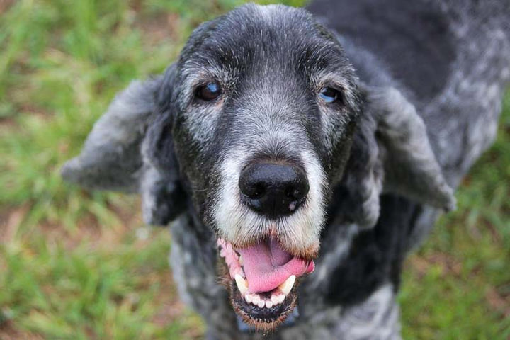 elderly gray dog outside with tongue open