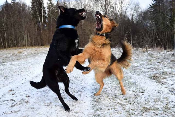 black aggressive dog jumping and fighting with a brown aggressive dog teeth are out