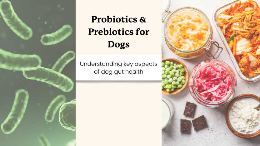 this image shows probiotics and prebiotics for dogs with text that says "probiotics & prebiotics for dogs"