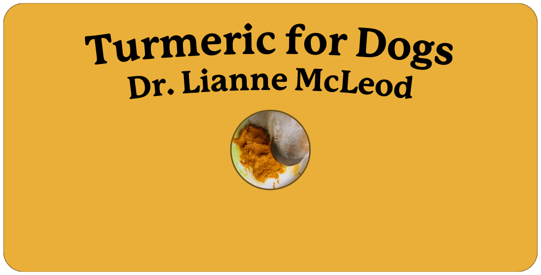 What are The Benefits of Turmeric for Dogs? | Lolahemp