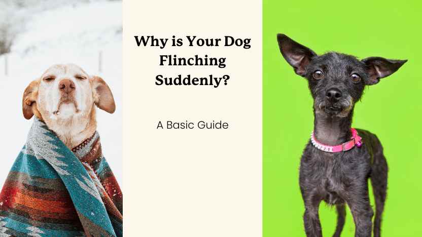 This image shows two dogs, and text that says "why is your dog flinching suddenly?"