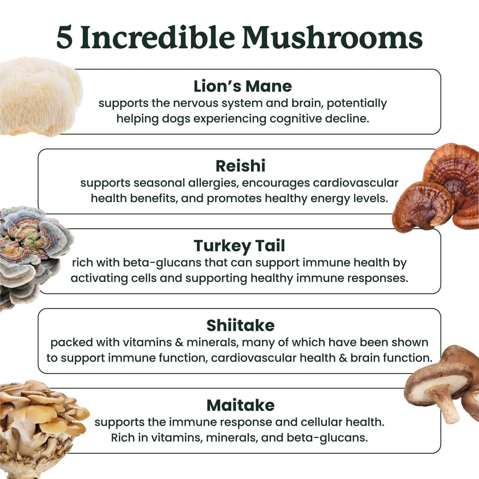 This image lists the ingredients in our immunity mushroom chews (lion's mane, reishi, turkey tail, shiitake, maitake)