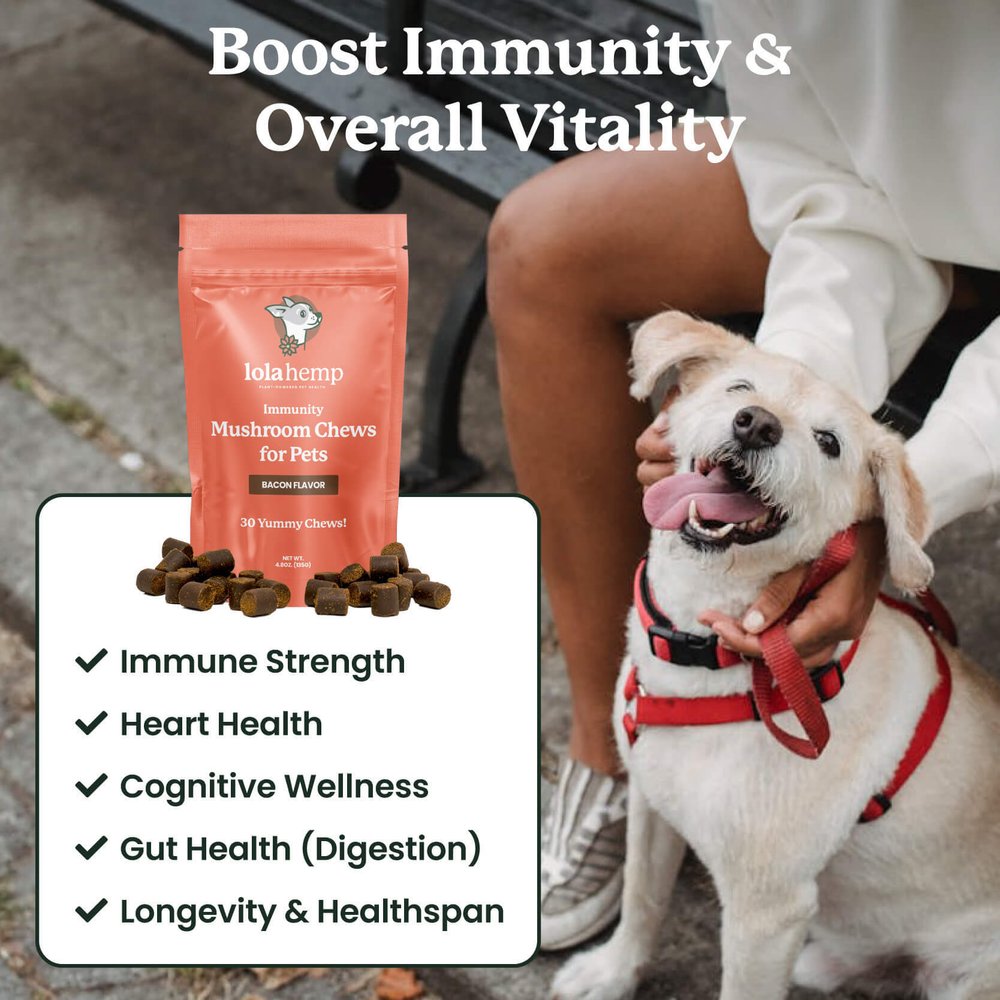 This image shows a happy dog and lists the benefits of these immunity mushroom chews (immune strength, heart health, cognitive wellness, gut health & digestion, longevity & healthspan.