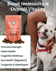 This image shows a happy dog and lists the benefits of these immunity mushroom chews (immune strength, heart health, cognitive wellness, gut health & digestion, longevity & healthspan.
