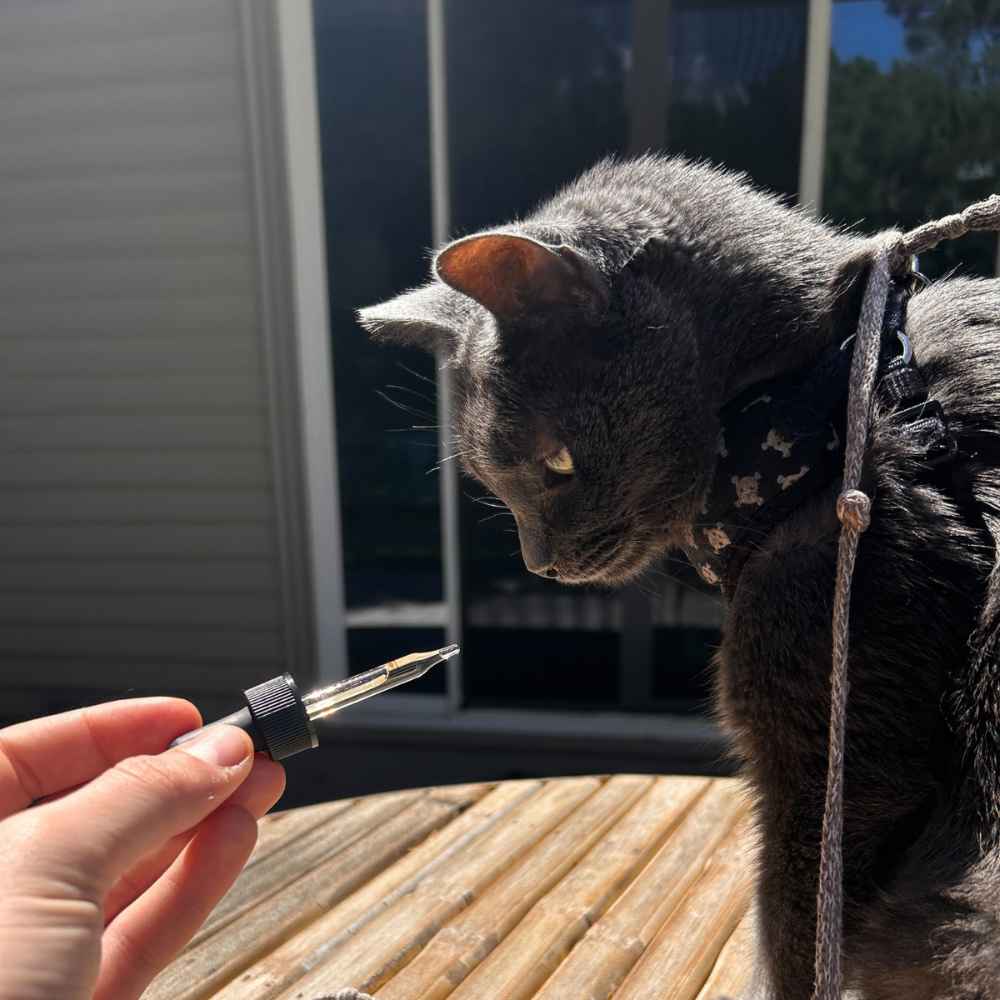 This is a cat in front of a Lolahemp CBD for cats dropper.