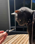 This is a cat in front of a Lolahemp CBD for cats dropper.