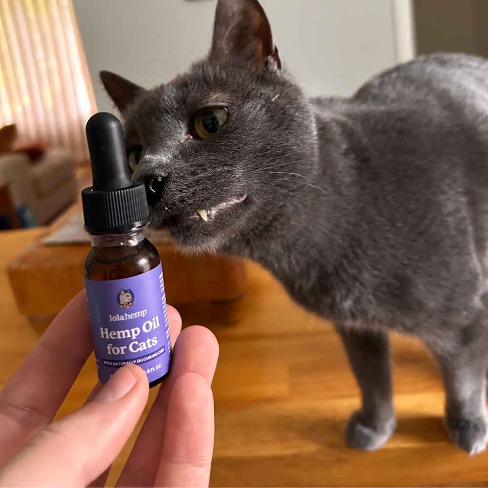This is an image of a cat sniffing Lolahemp CBD oil for cats bottle.