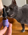 This is an image of a cat sniffing Lolahemp CBD oil for cats bottle.