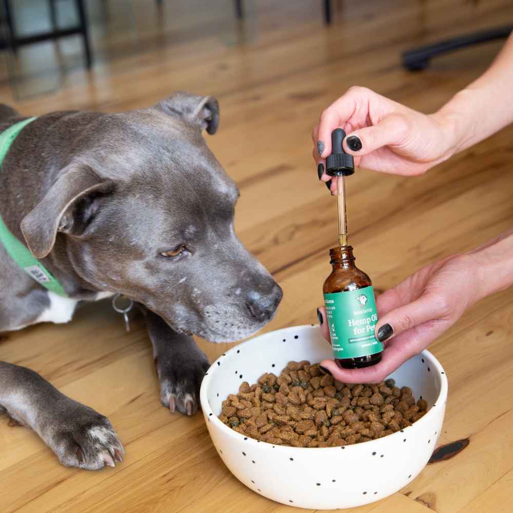 Dog waiting to receive is Lolahemp CBD oil