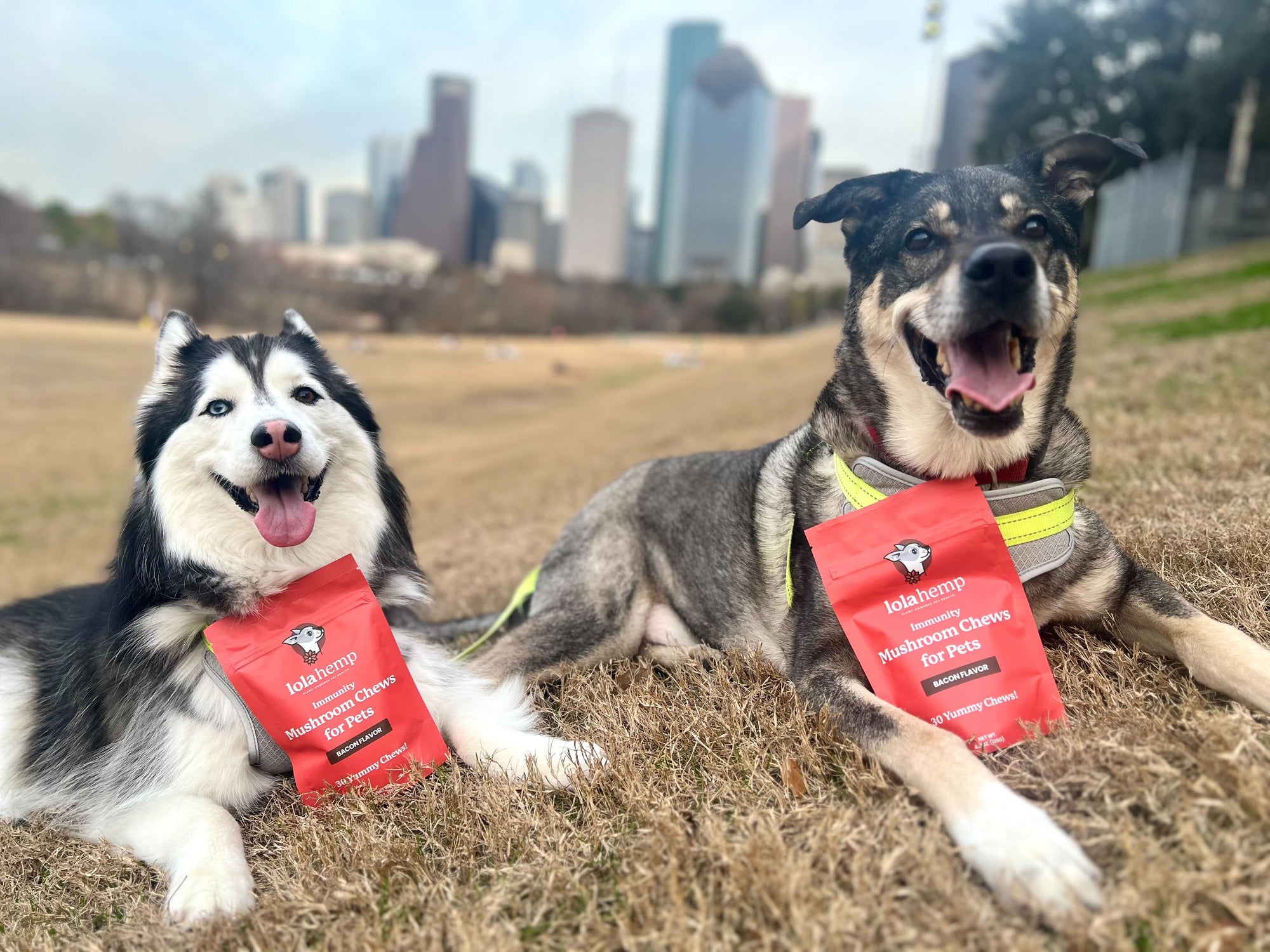 This image shows two dogs sitting in the park with bags of Lolahemp immunity mushroom chews.