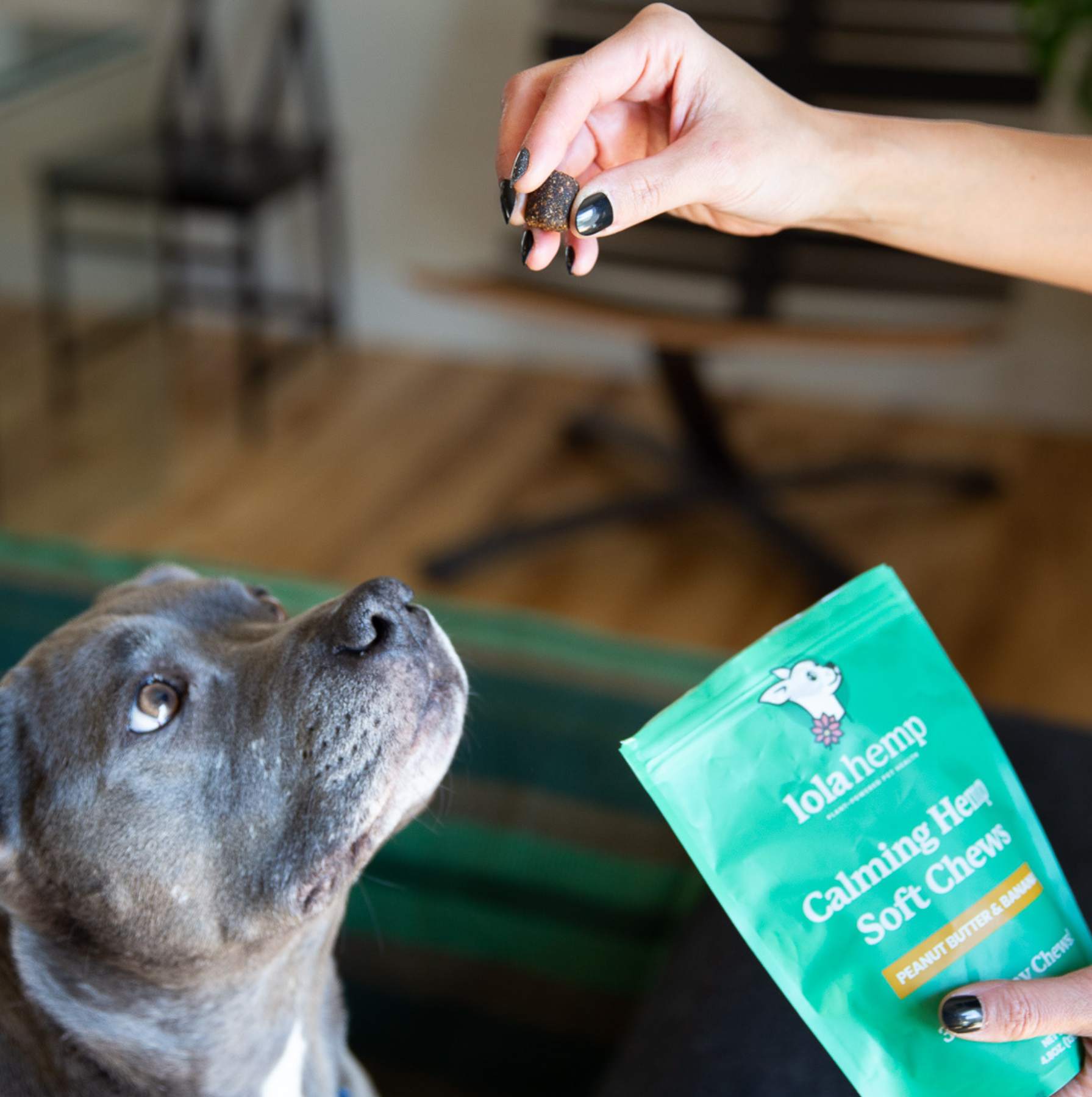 This image shows a dog excited to eat a calming chew.