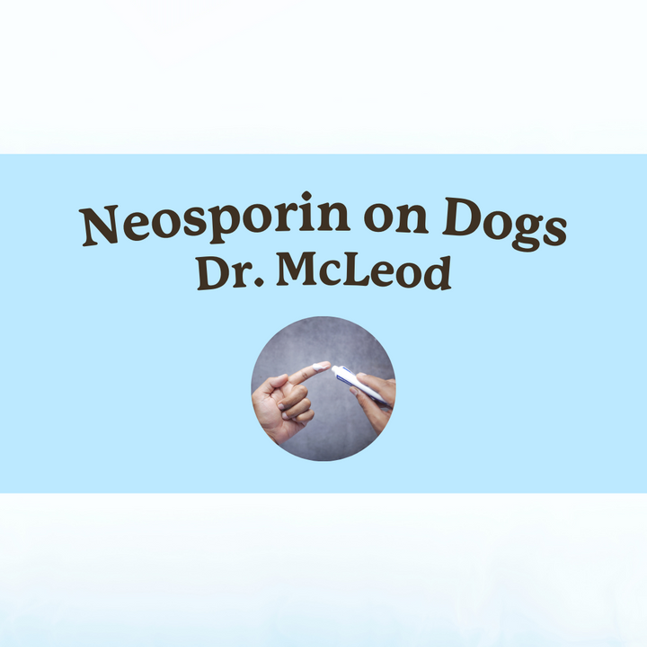 neosporin on dogs