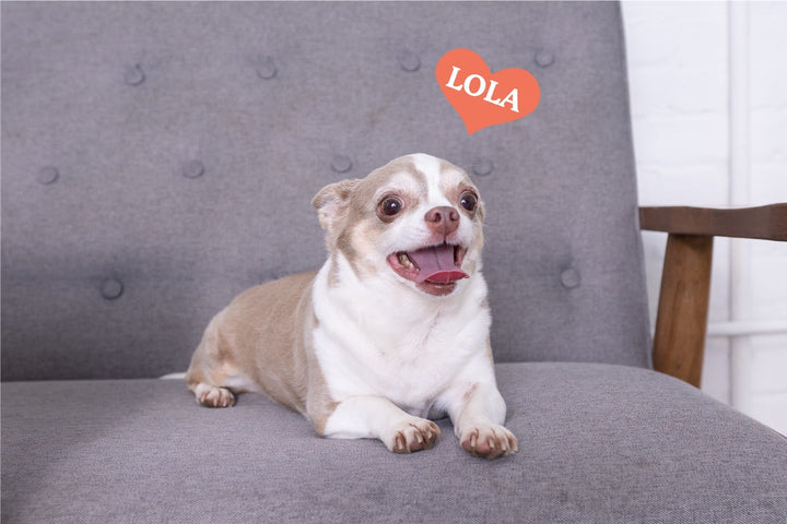 Lola the cute chihuahua company founder 