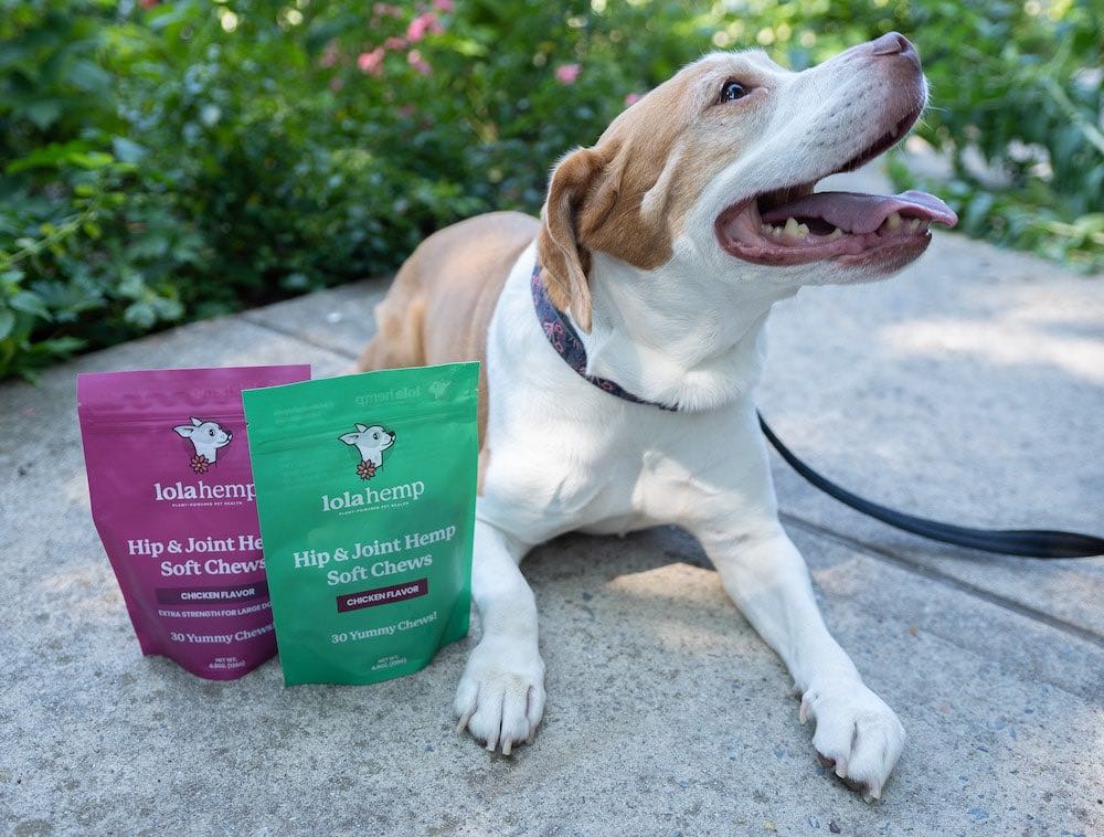 Brown and white beagle mix laying next to extra strength and regular strength lolahemp hip & joint soft chew bags