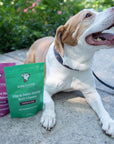 Brown and white beagle mix laying next to extra strength and regular strength lolahemp hip & joint soft chew bags