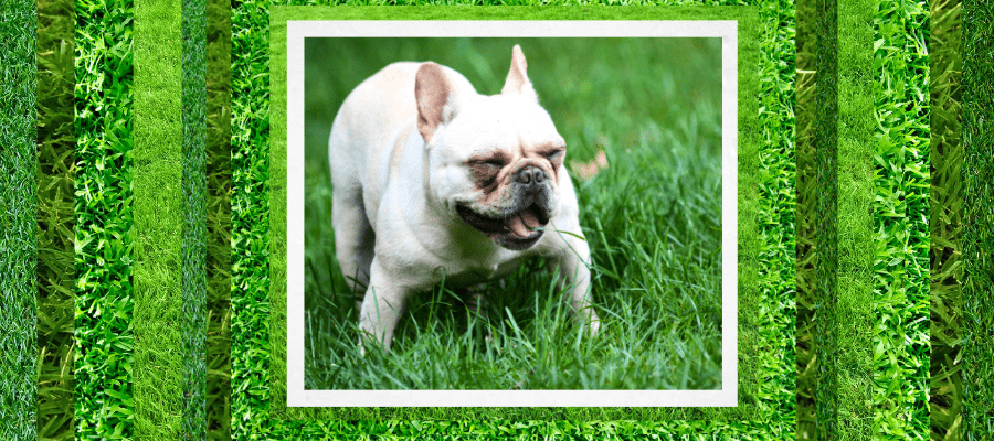 What to Do if Your Dog is Eating Grass Like Crazy & Why