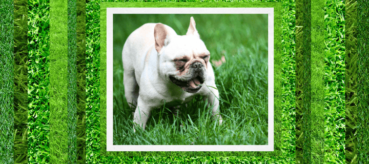 Why is Your Dog Eating Grass?
