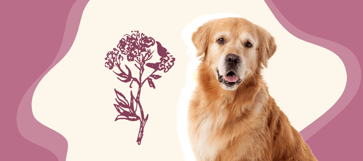 dog next to a valerian plant