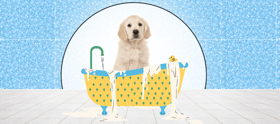 image of a cute puppy in a yellow bathtub with a blue background.