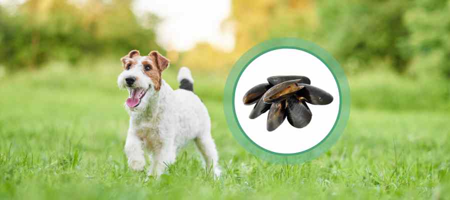Green lipped mussels for dogs
