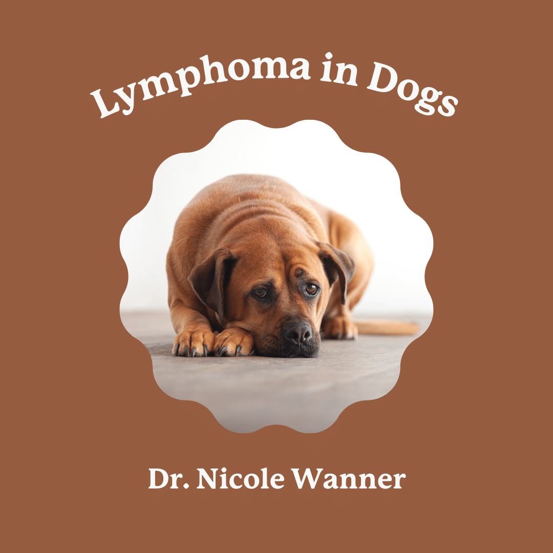 lymphoma in dogs