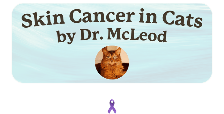 Skin Cancer in Cats