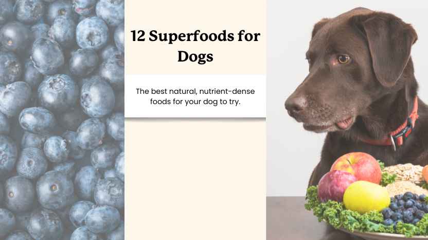 blueberries, a dog looking at fruit and text that reads "12 research backed superfoods for dogs"