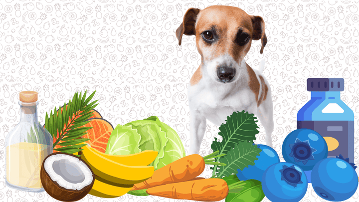 Dog sitting in front of superfoods