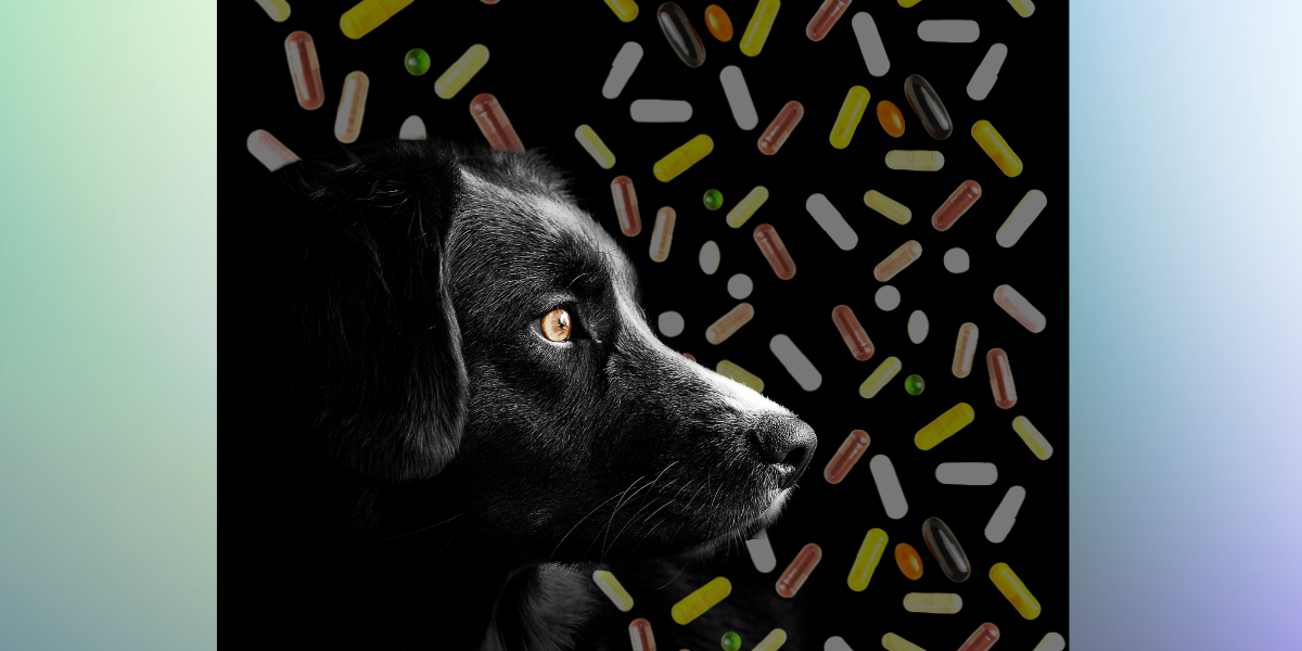 Should Dogs Take Supplements?