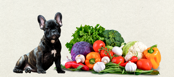 What are The Best Vegetables for Dogs to Eat Lolahemp
