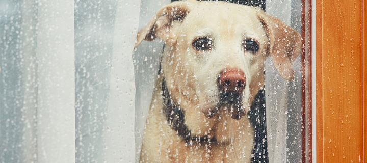 Dog staring out of a rainy window