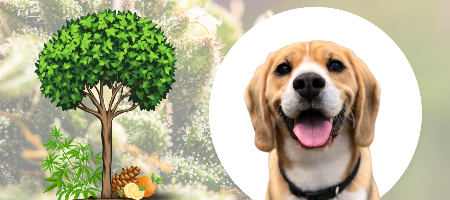 Dog smiling next a tree in front of other common plants that produce terpenes