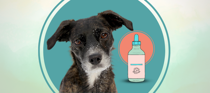 Carrier Oils for Dogs