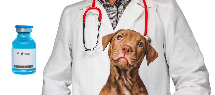 Dog with veterinarian next to bottle of prednisone