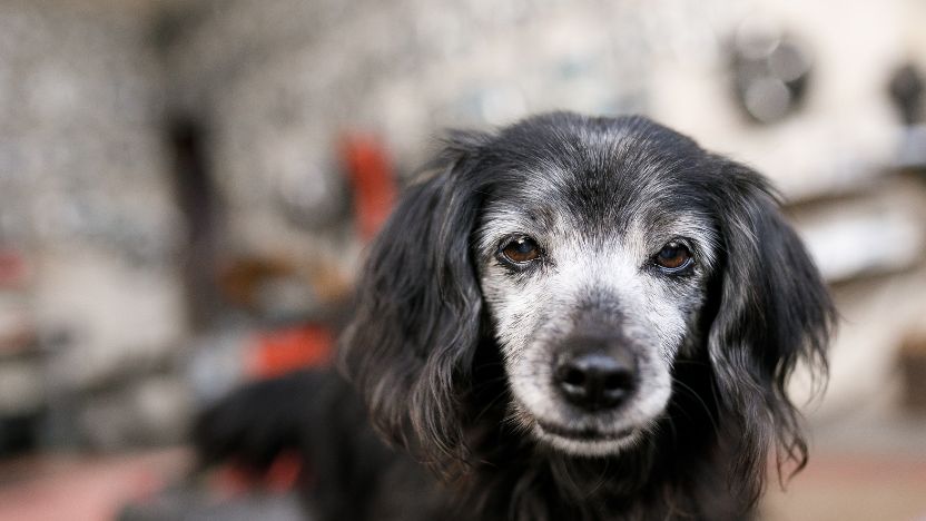 Beyond The Weight Chart: What Actually Determines The Right Dose of CBD for Your Dog
