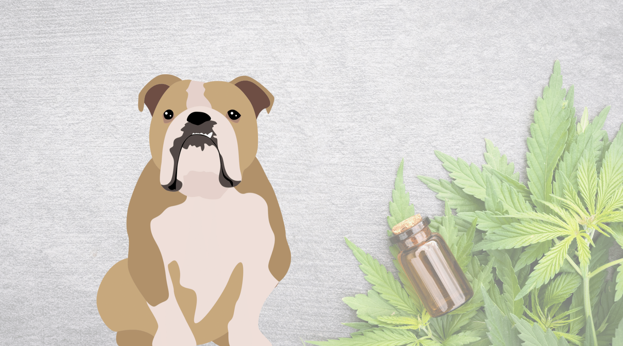bulldog sits in front of Cannabis leaves