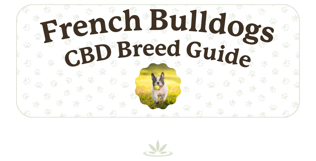 Is CBD Good for French Bulldogs?