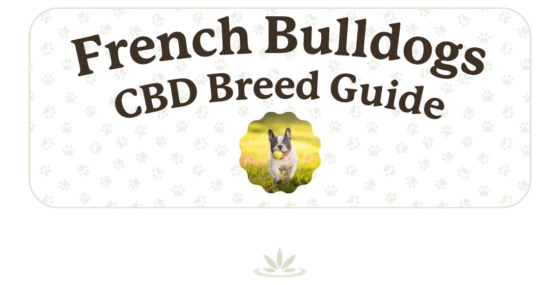 French Bulldog CBD Breed Guide