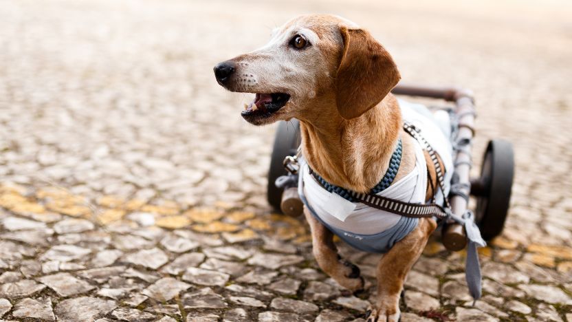 The Entourage Effect in Dogs: Why Full Spectrum Outperforms Isolated CBD