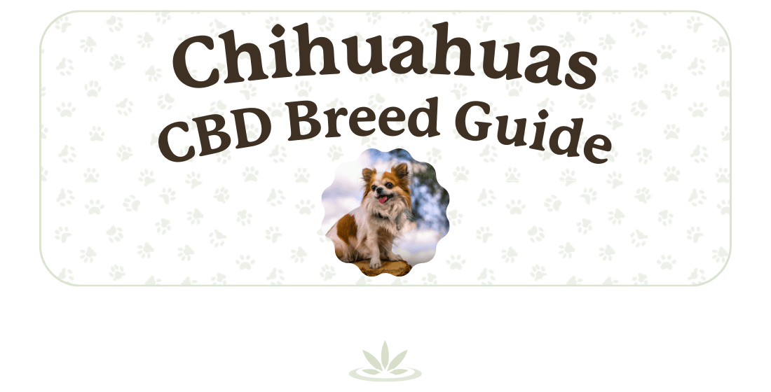 Can Chihuahuas Benefit from CBD?