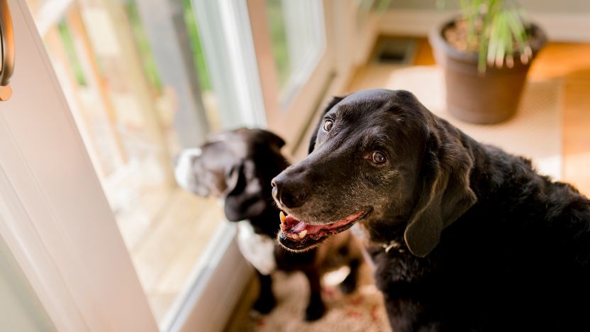 How to Read a Certificate of Analysis for Pet CBD