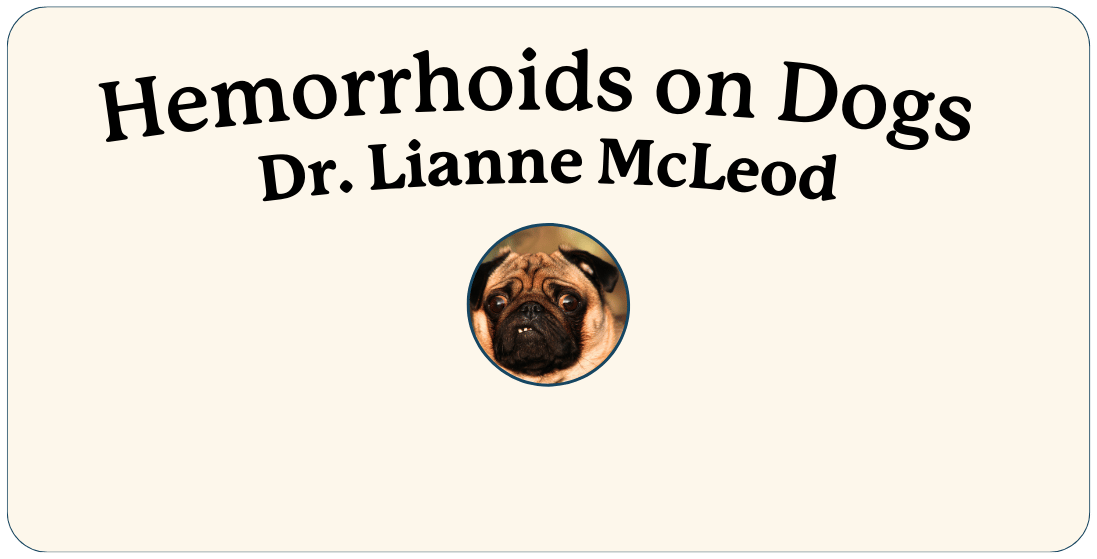 "Hemorrhoids on Dogs by Dr. Lianne McLeod" text above a round image of a pug with a cream-colored background.