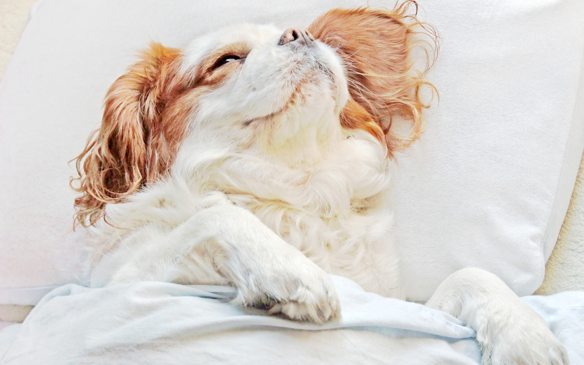 Dog falling asleep in a comfortable bed