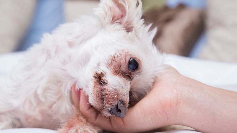Why Isolate CBD Underperforms: What the Research Says About Full Spectrum Hemp for Dogs