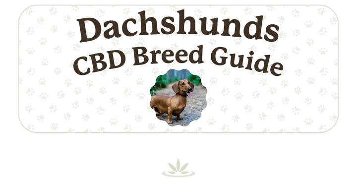 CBD breed guide for Dachshunds