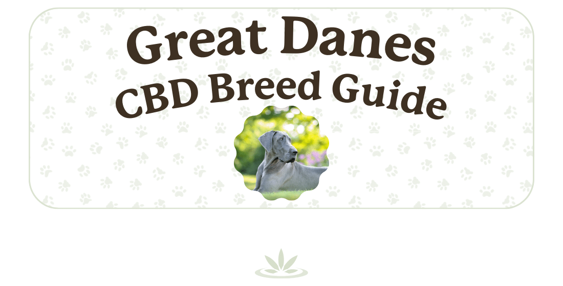 CBD for Great Danes Breed Guide