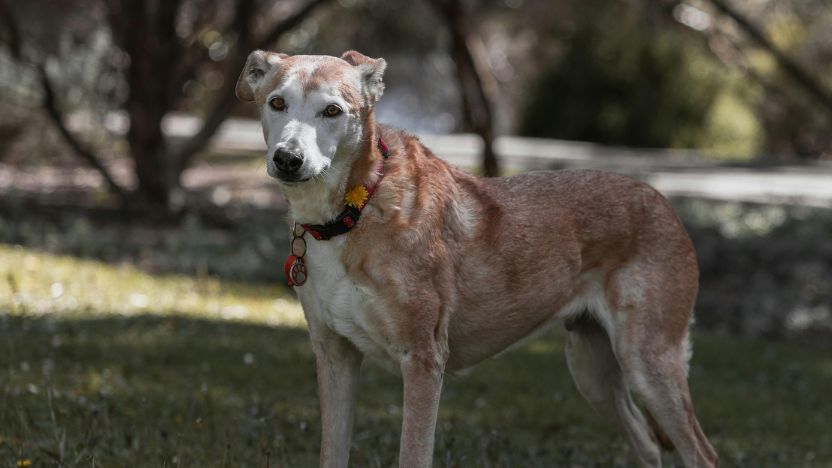 When to Give Your Dog CBD: Timing for Storms, Vet Visits, Daily Calm, and Chronic Issues