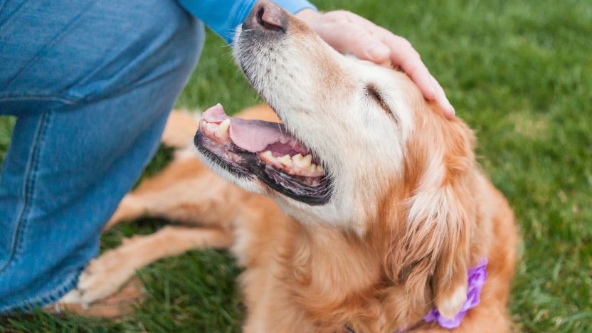 Acute vs Cumulative: Why Some CBD Benefits for Dogs Appear in Hours and Others Take Weeks