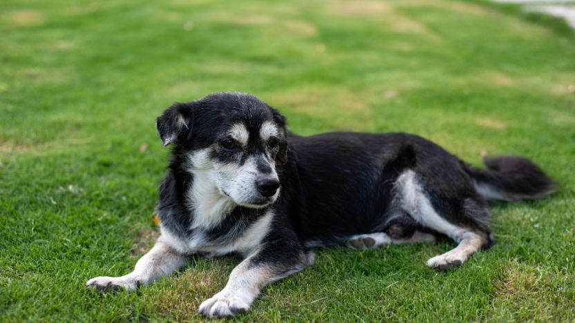 How to Tell If CBD Is Actually Working for Your Dog