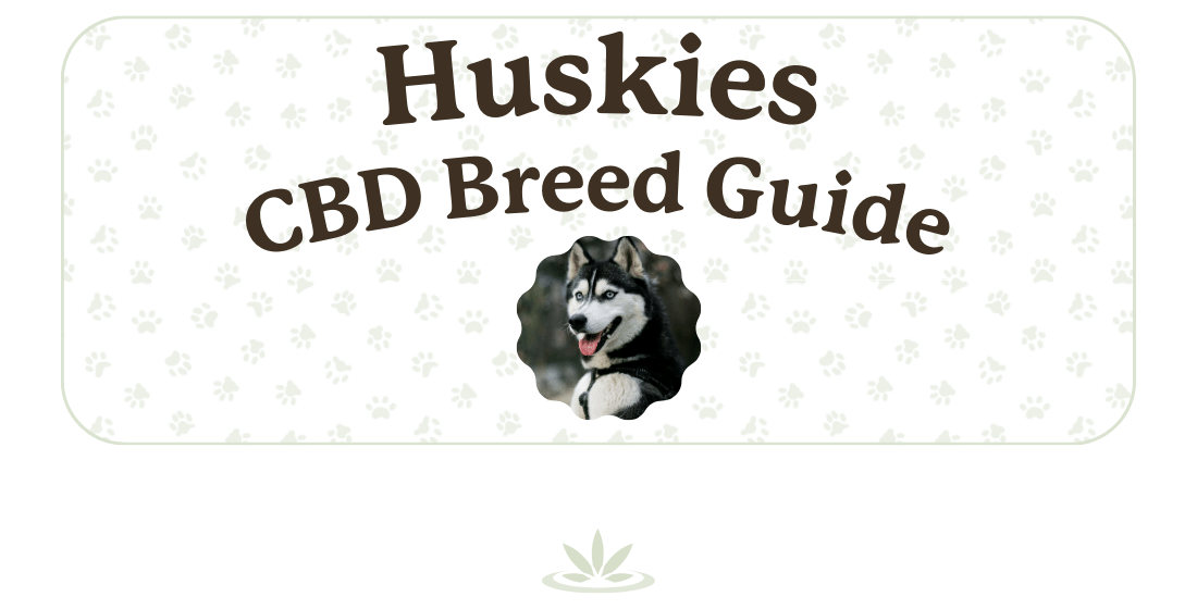 CBD for Huskies Lolahemp Breed Guide